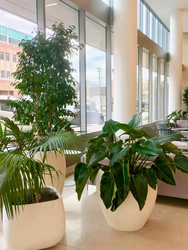 Interior | Interior Plant Design by Rolling Greens Inc.