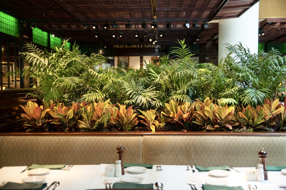 Interior | Interior Plant Design by Rolling Greens Inc.