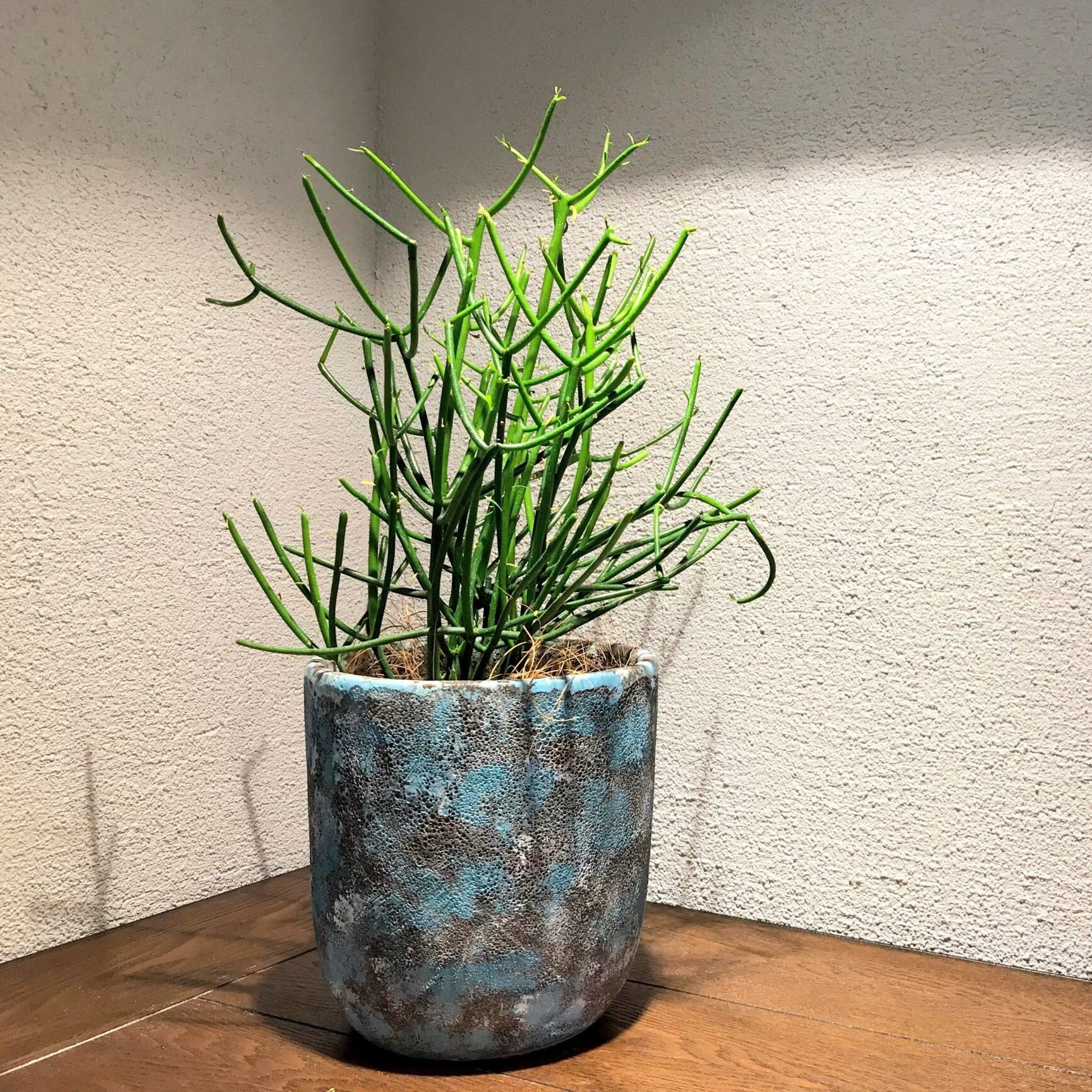A green succulent plant in a decorative blue-gray pot on a wooden surface.