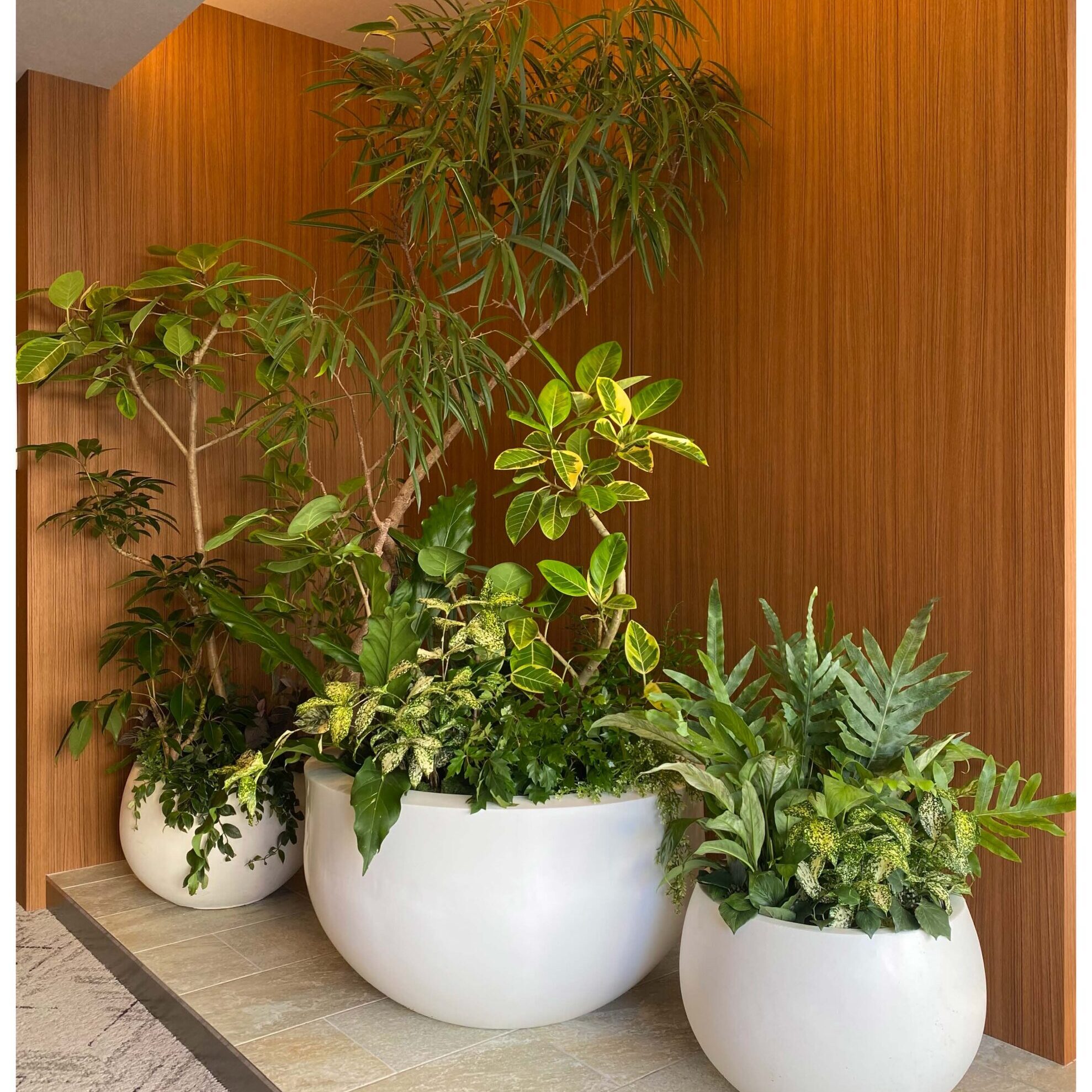 Three white pots with green plants against a wooden wall.