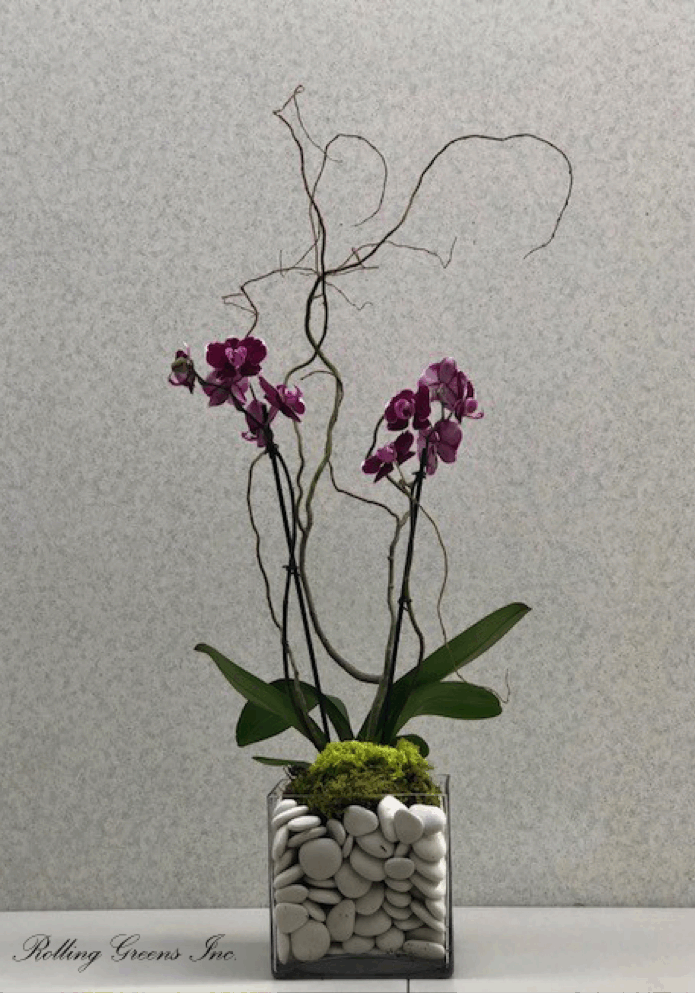 Elegant orchid plant in a glass vase with white stones and moss.