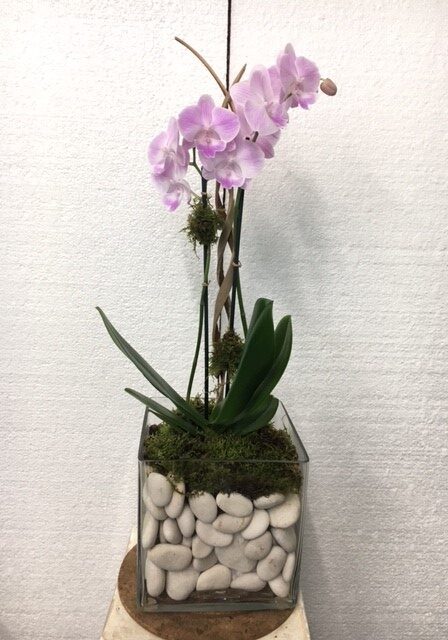 Elegant pink orchid arrangement in a glass vase with white stones.