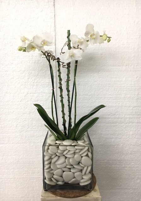 White orchids in a pebble-filled glass vase against a white wall.
