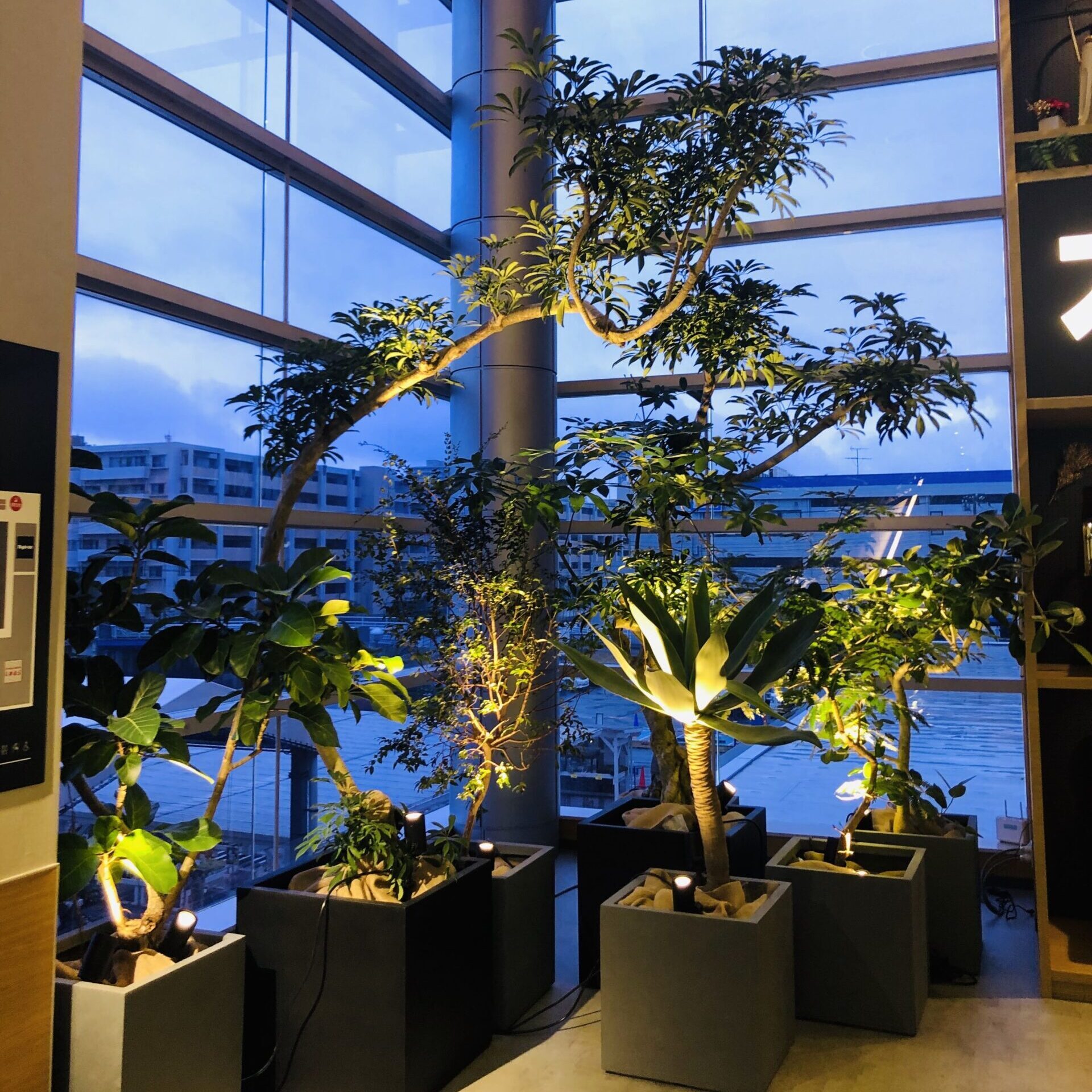 Indoor plants in black pots near large windows with evening light.