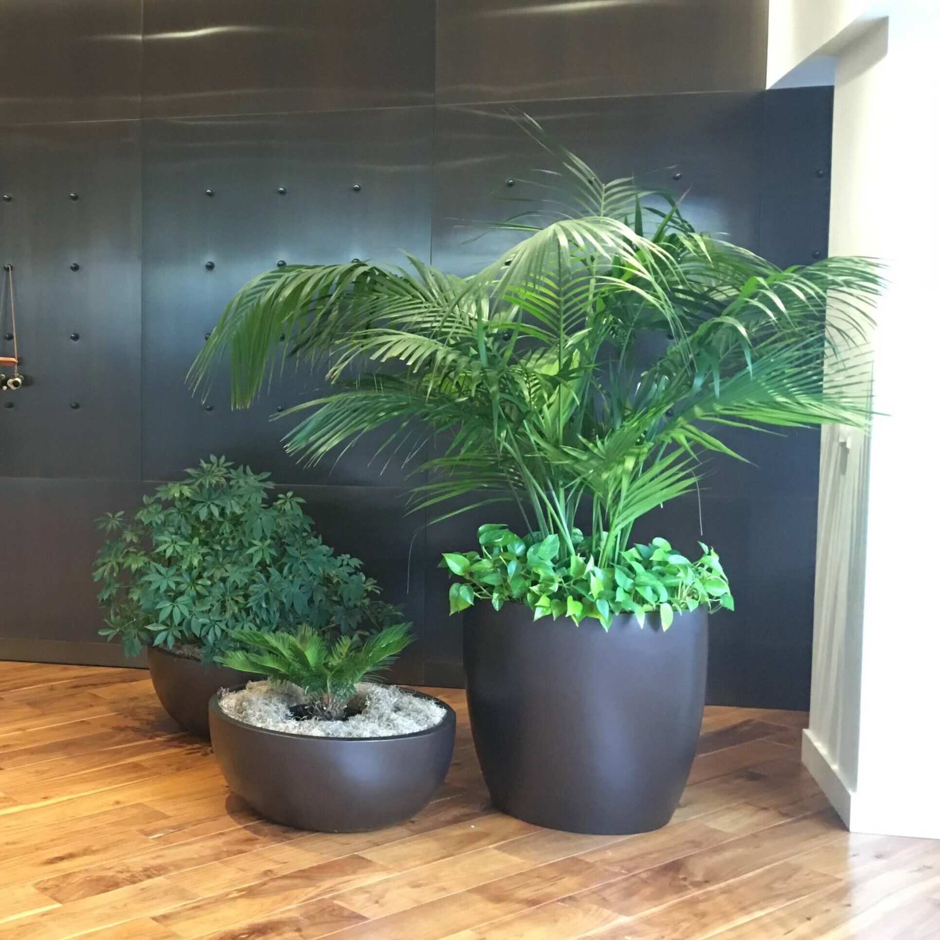 Three potted indoor plants arranged on a wooden floor near a dark wall.
