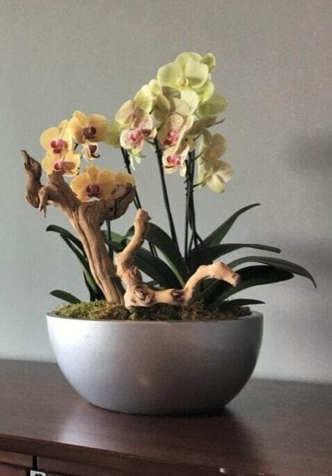 A potted orchid with blooming flowers and green leaves in a white bowl.