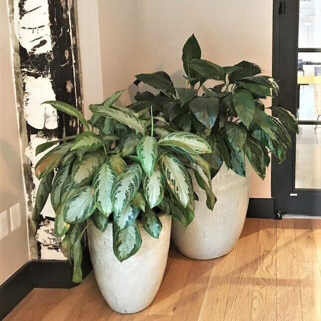 Two green leafy indoor plants in white pots on a wooden floor.