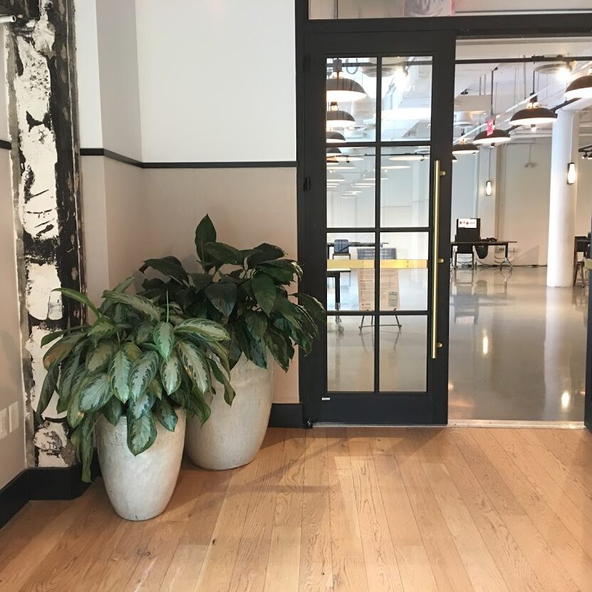 Indoor plants in white pots near a glass door in a modern office space.