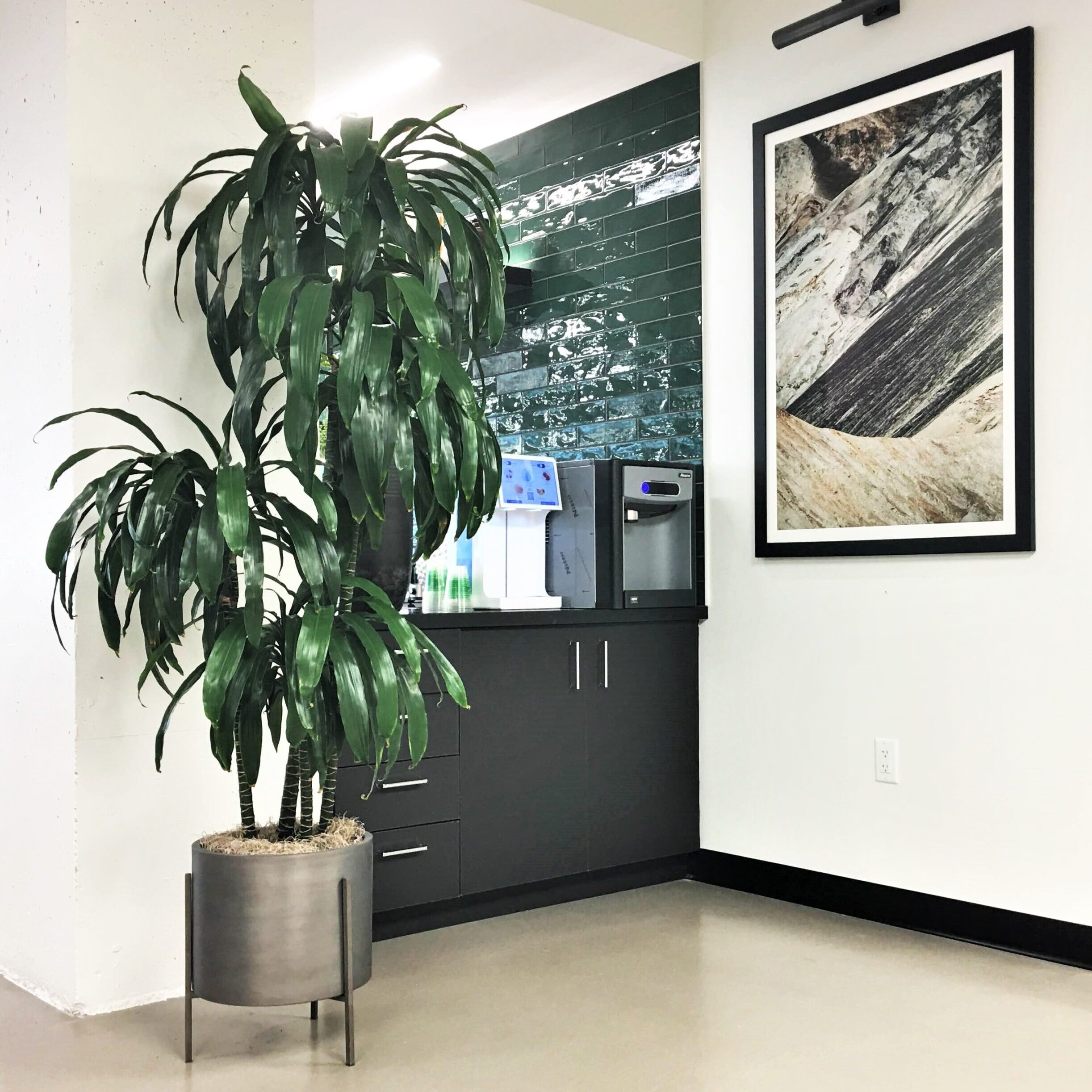 Indoor potted plant in a modern office corner with artwork on the wall.