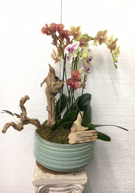 An elegant orchid arrangement in a green ceramic pot with driftwood accents.