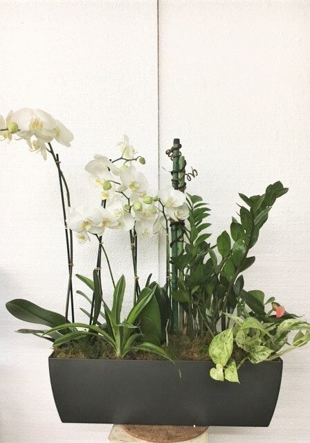 Elegant white orchids and lush green plants in a black rectangular pot.