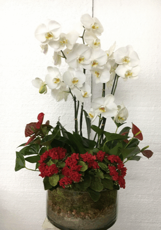 Elegant white orchids and vibrant red flowers in a decorative pot.