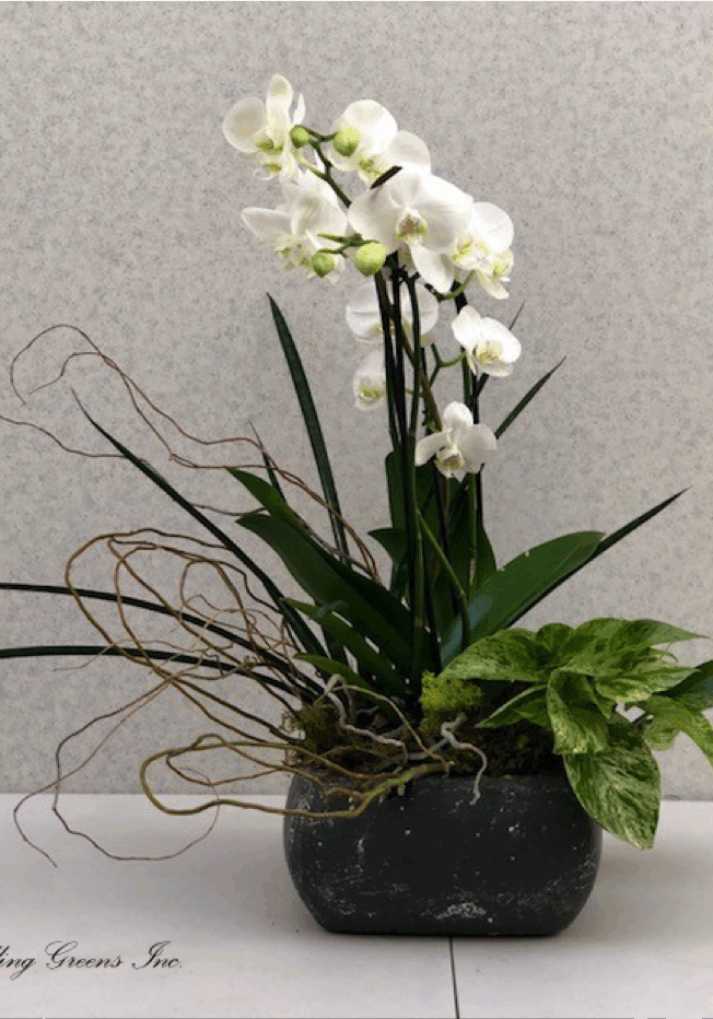 Elegant white orchids in a black pot with decorative twigs and green leaves.
