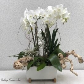 White orchids in a modern rectangular white pot with decorative twigs.