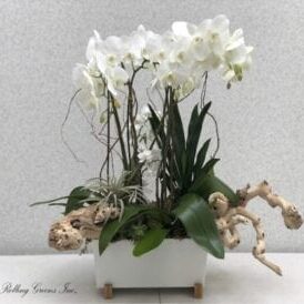 w.White Orchid Arrangement