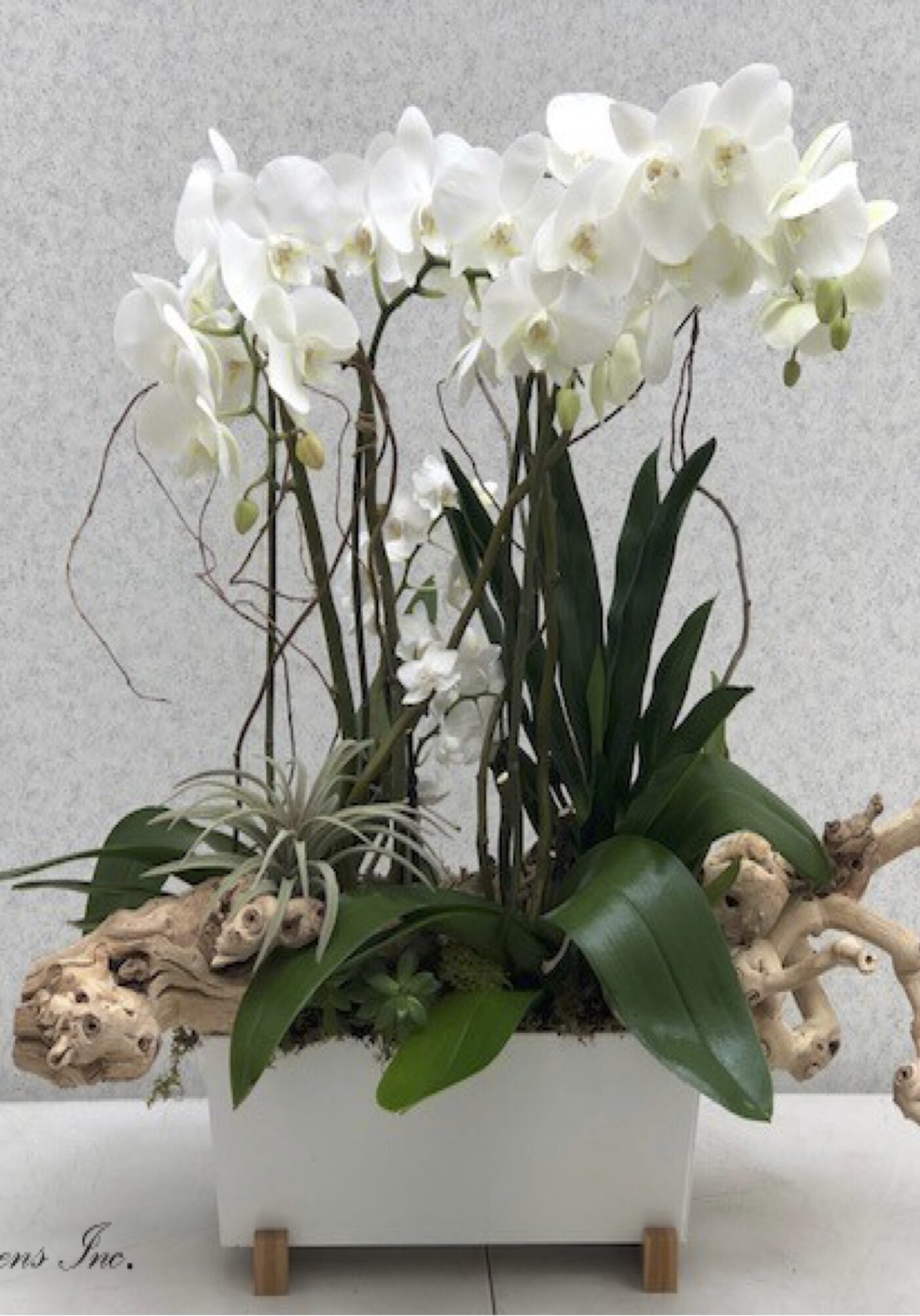 Elegant white orchids in a modern white rectangular pot with decorative branches.